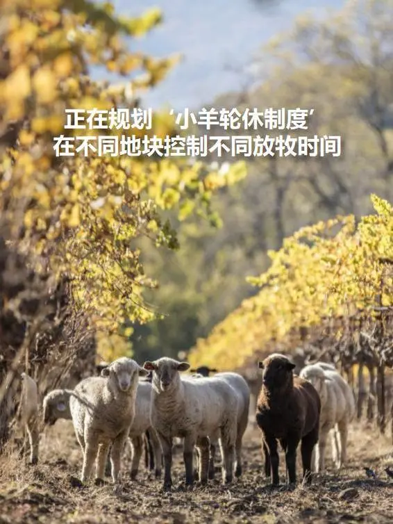 夏日必备?宝真桃红葡萄酒