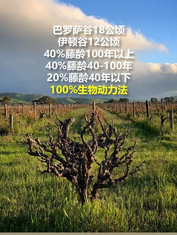 夏日必备?宝真桃红葡萄酒