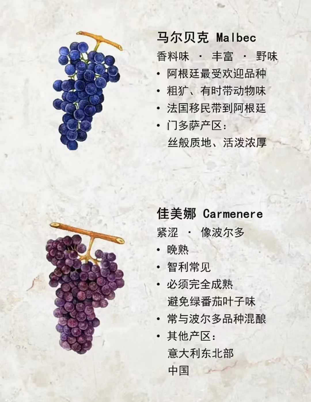 酿造葡萄酒最常见的葡萄品种