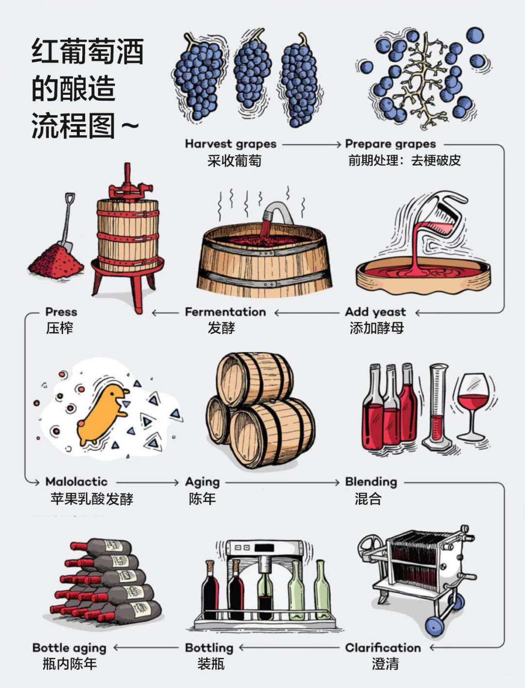 葡萄酒是怎样酿造的？一图搞明白winefolly
