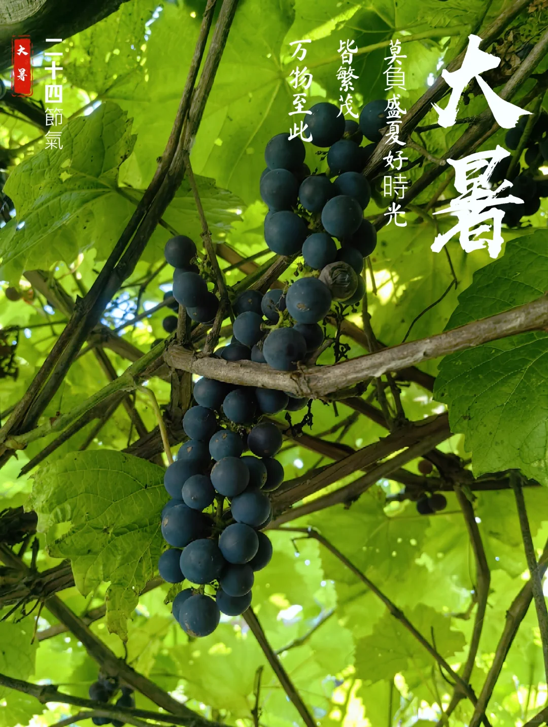 自制山葡萄酒₍₍Ϡ(੭•̀ω•́)੭✧⃛