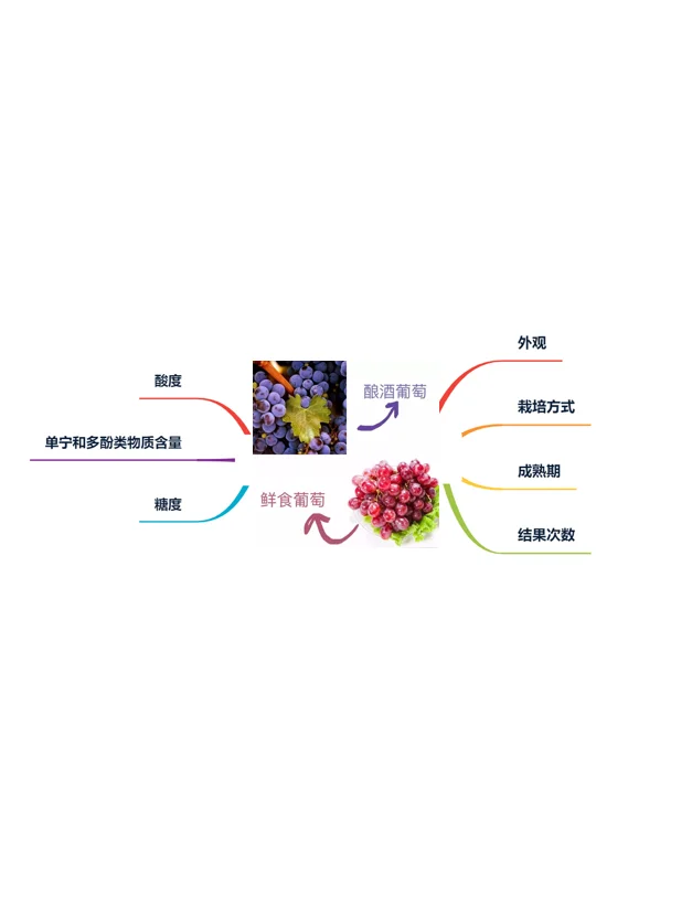 为什么自家不能酿葡萄酒？ 因为葡萄不同啊