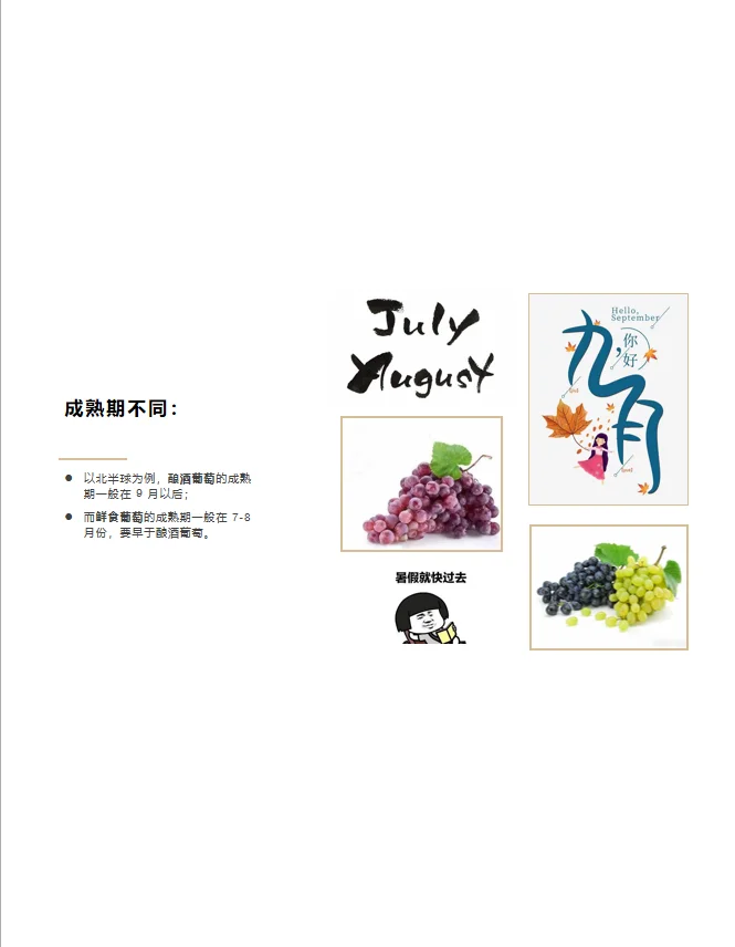 为什么自家不能酿葡萄酒？ 因为葡萄不同啊