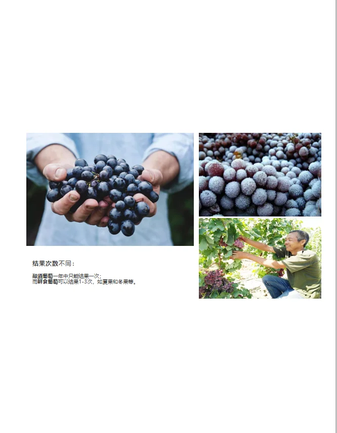 为什么自家不能酿葡萄酒？ 因为葡萄不同啊