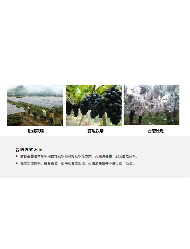 为什么自家不能酿葡萄酒？ 因为葡萄不同啊