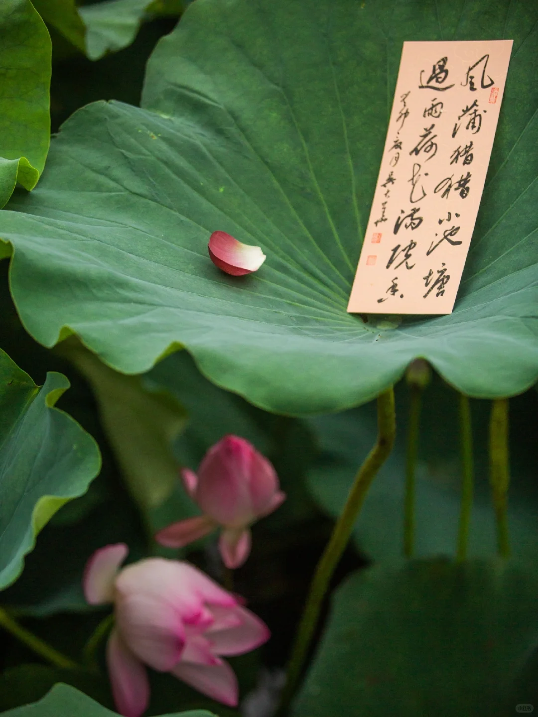 盛夏，赴一场荷花宴的浪漫。