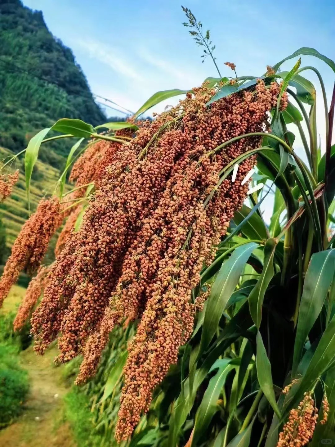 ‌好的粮食是酿造酱香型白酒的关键因素
