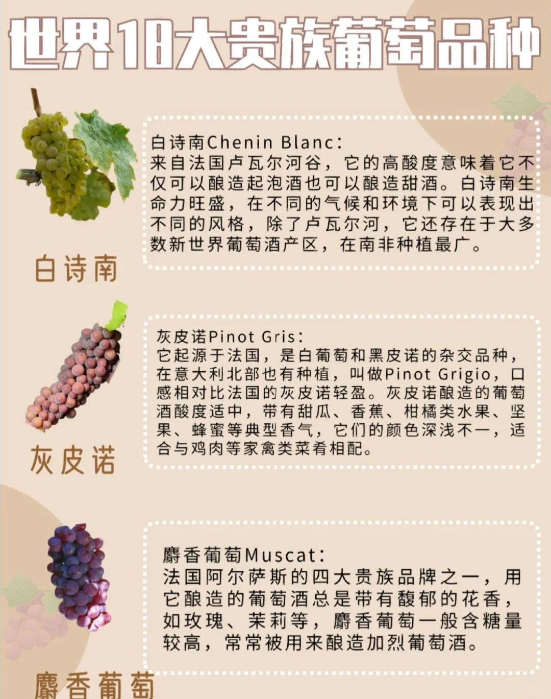 一文解读✅|世界18大贵族葡萄品种?[星R]