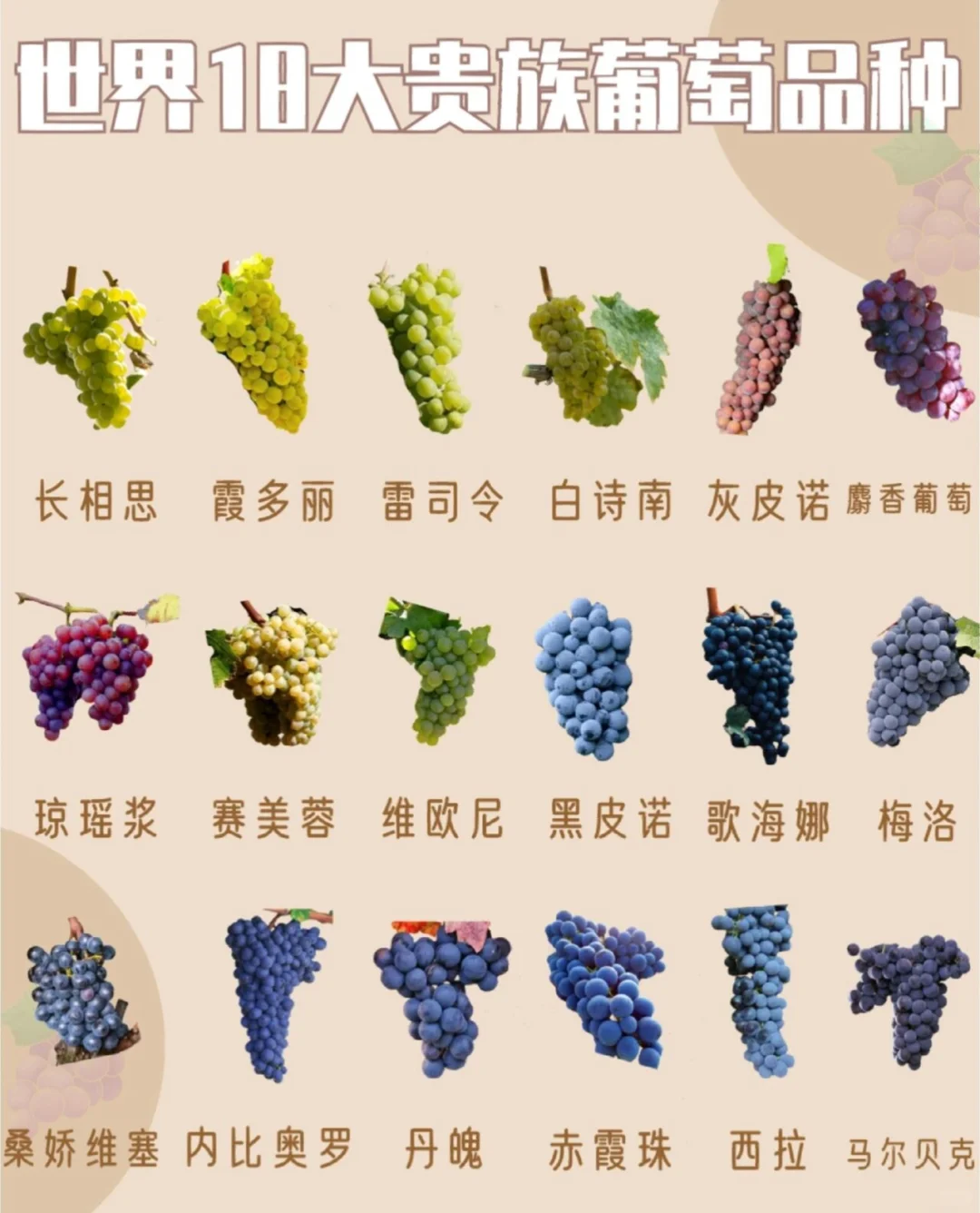 一文解读✅|世界18大贵族葡萄品种?[星R]