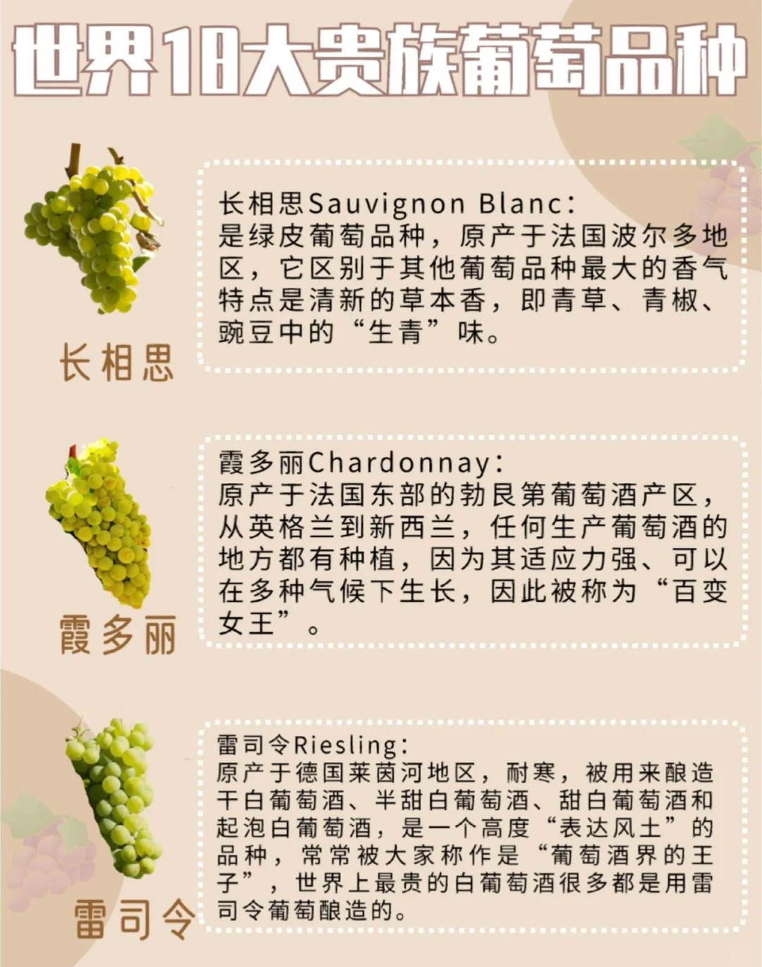 一文解读✅|世界18大贵族葡萄品种?[星R]