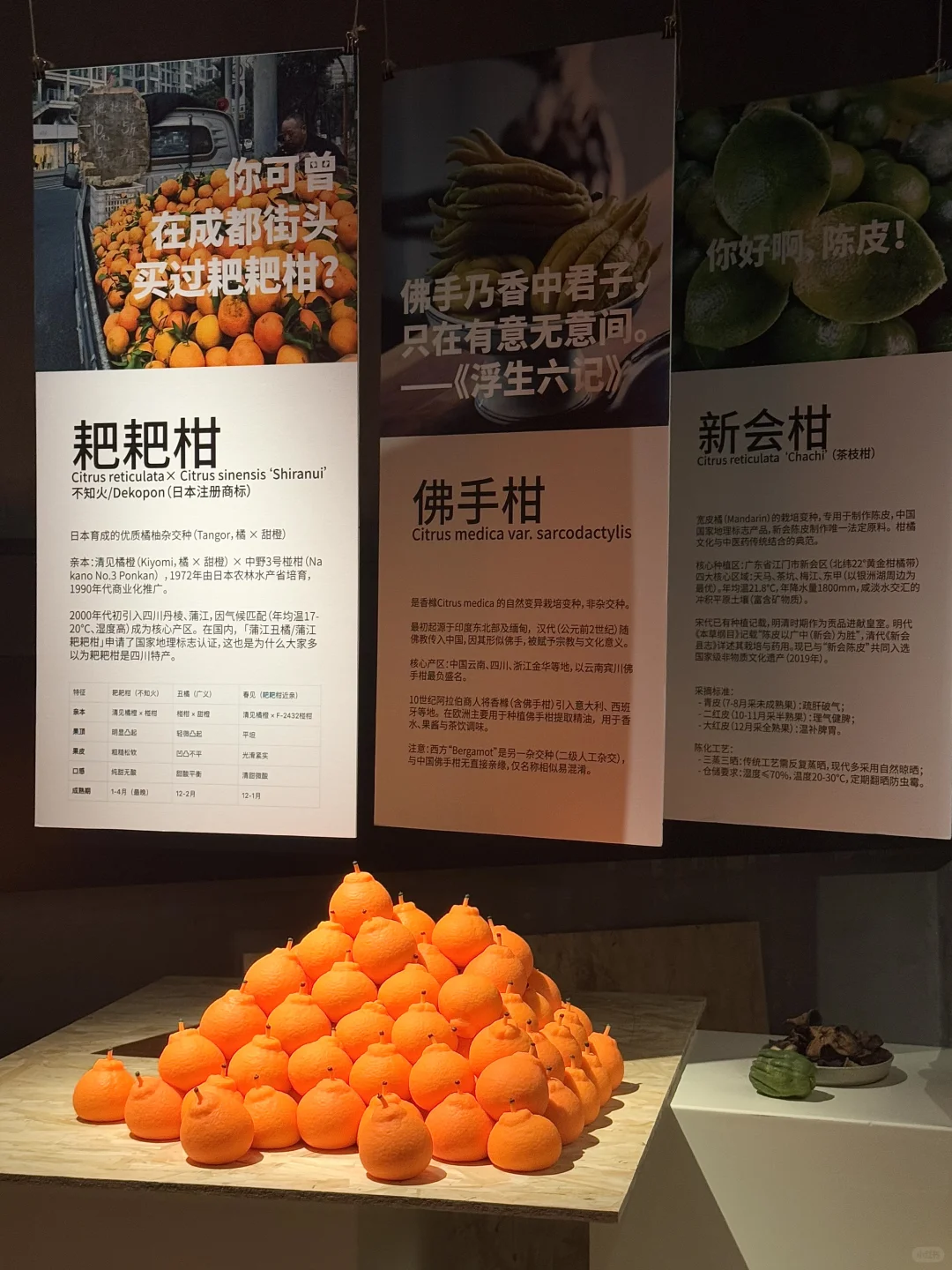 北京又有新的小展！?关于柑橘的一切