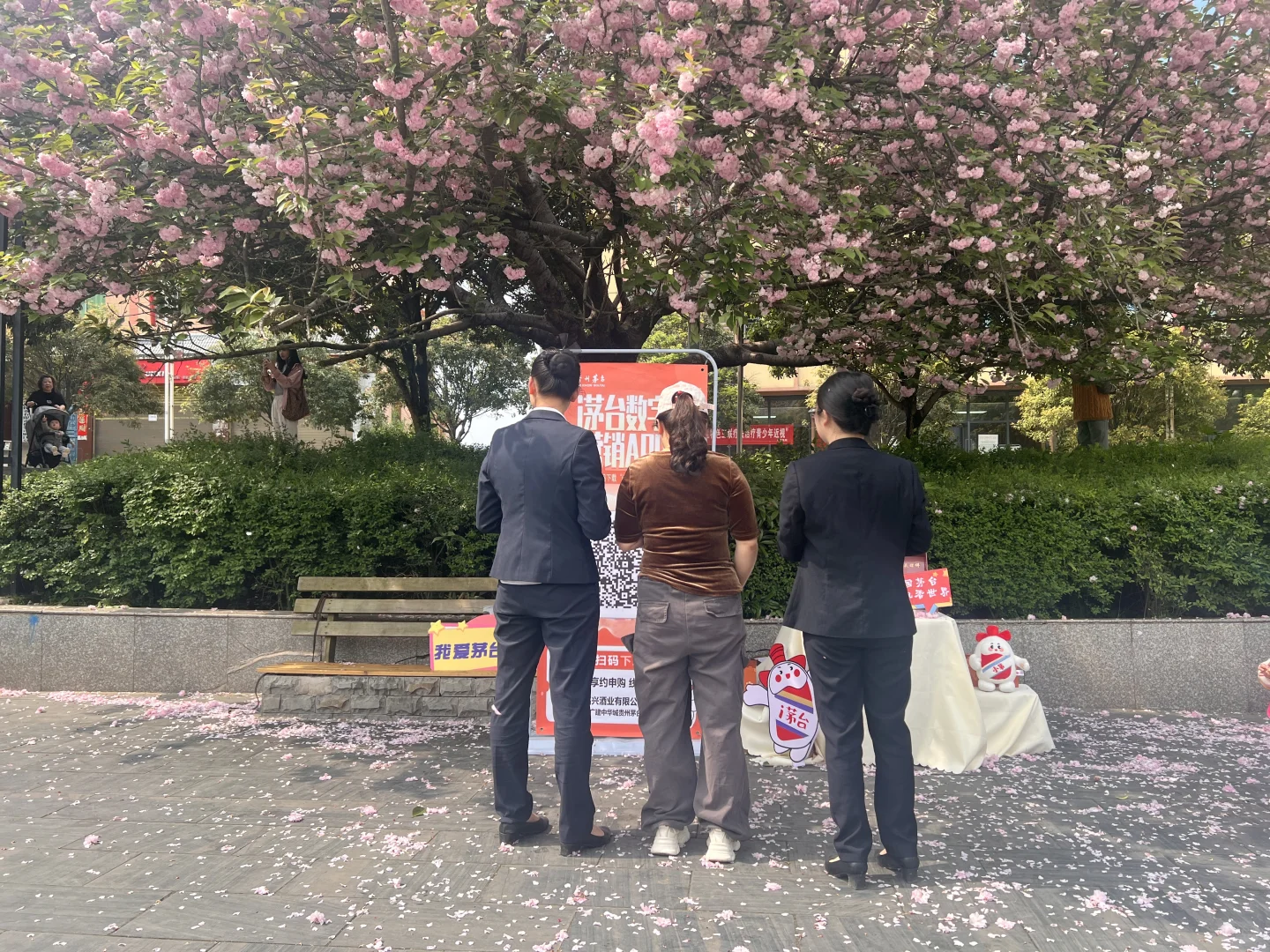 樱花烂漫时，i茅台与您相约