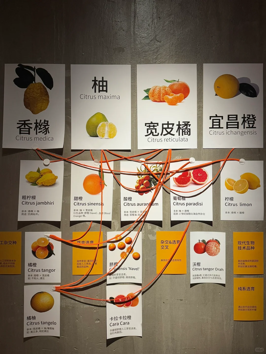 北京又有新的小展！?关于柑橘的一切