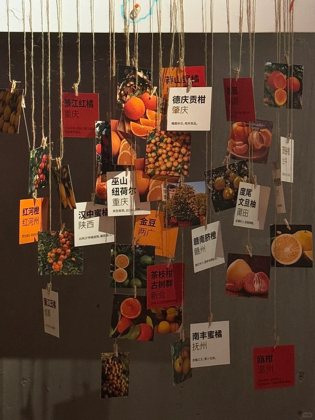 北京又有新的小展！?关于柑橘的一切