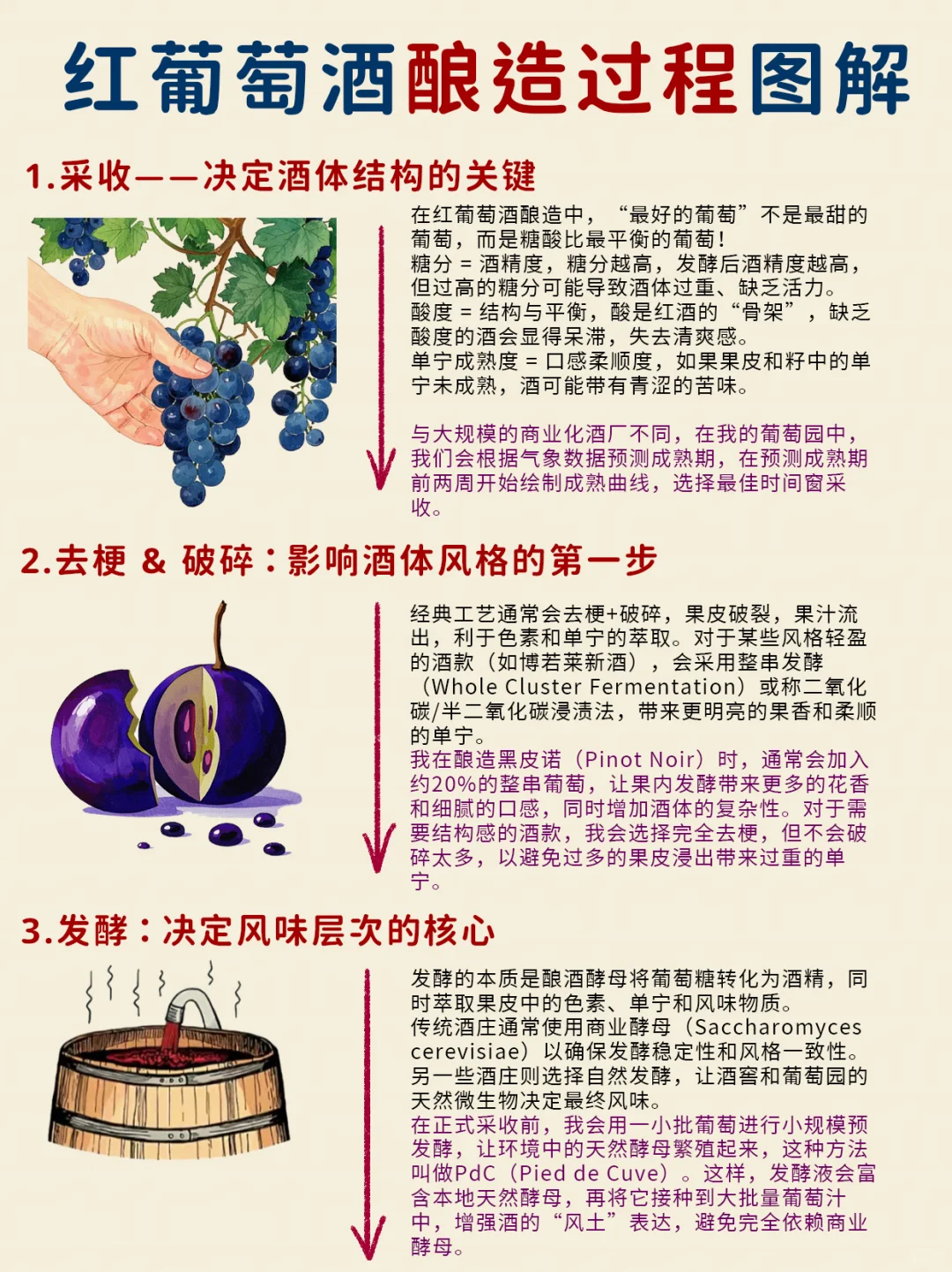 入门篇|带你看看葡萄酒是怎么酿造的