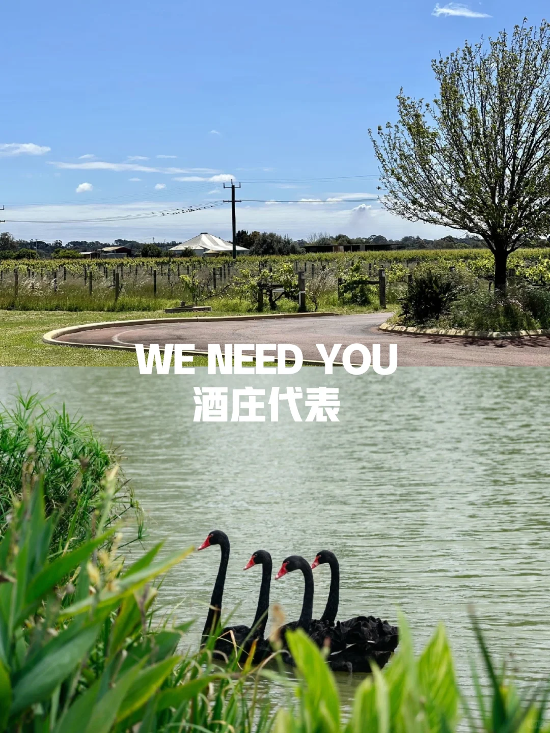 招聘贴 WE NEED YOU