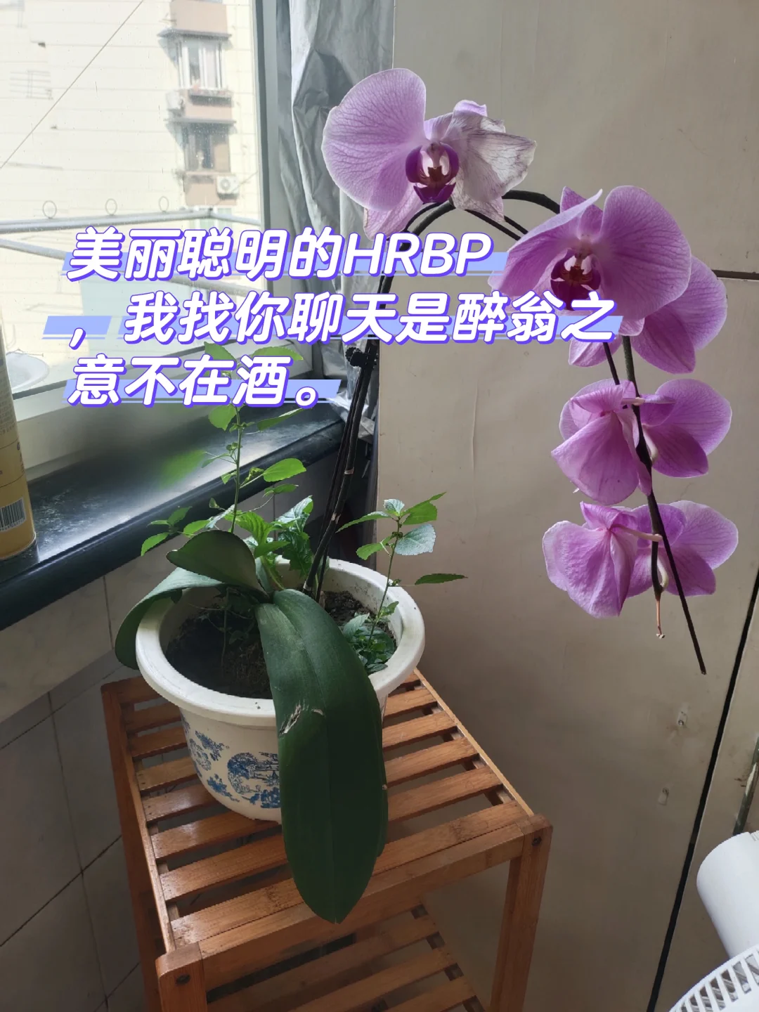 美丽聪明的HRBP我找你聊天是醉翁之意不在酒