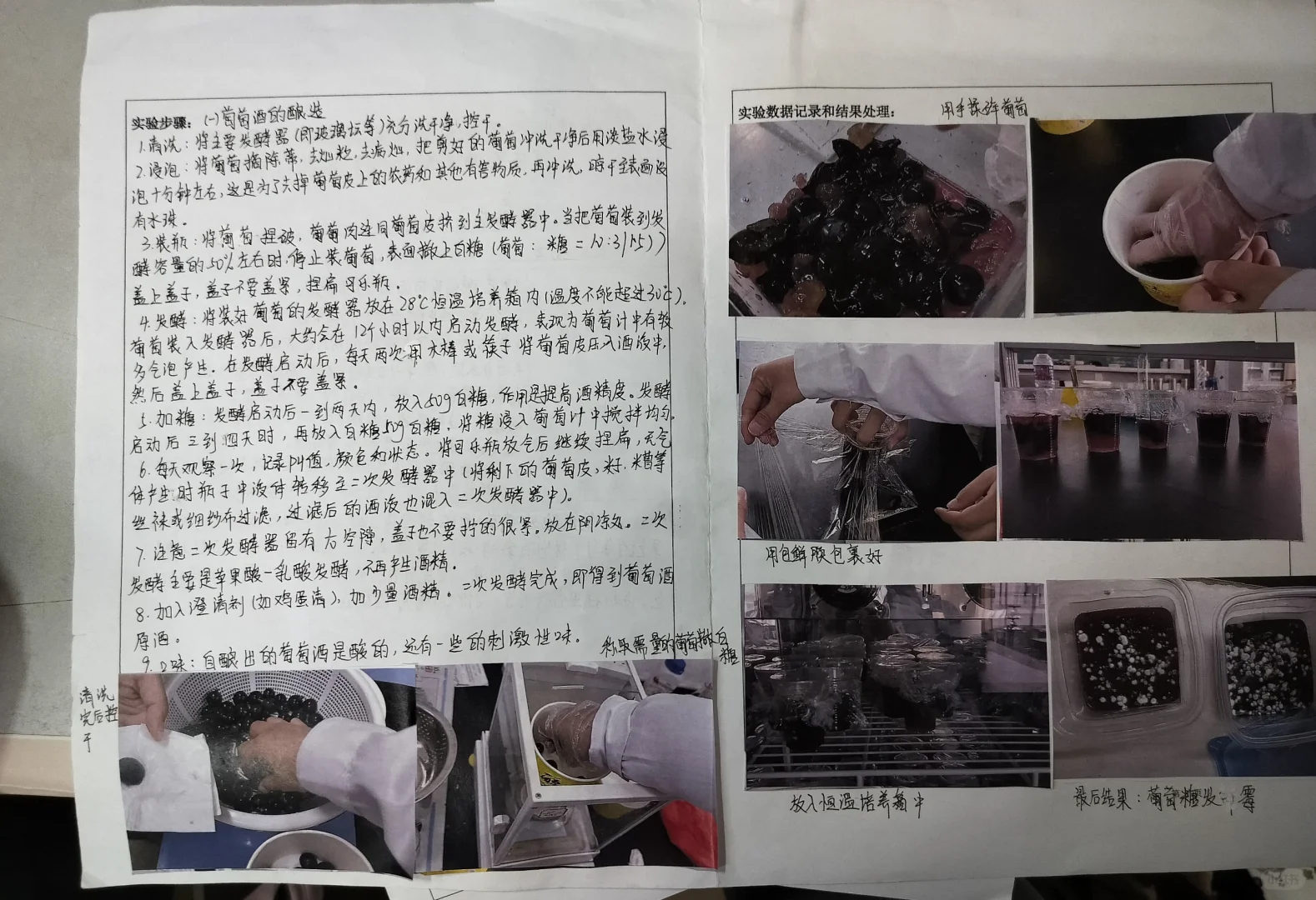 实验室葡萄酒的酿造实验报告