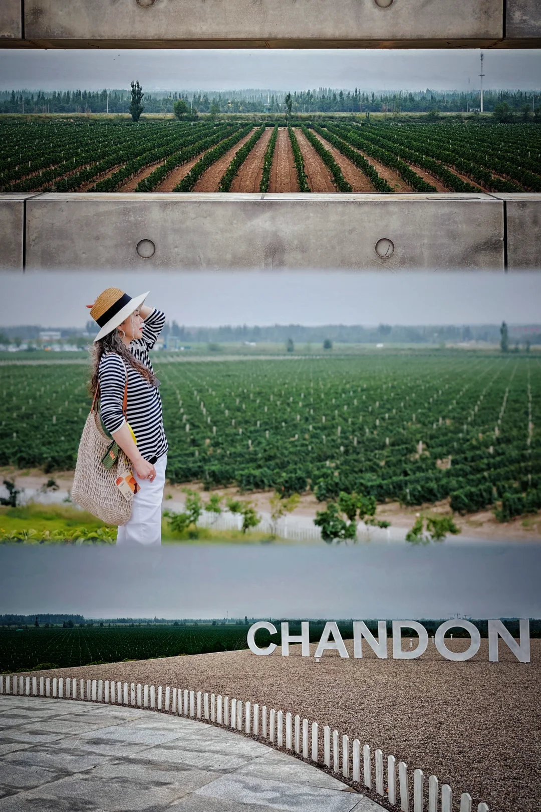 贺兰山东麓?酒庄探访