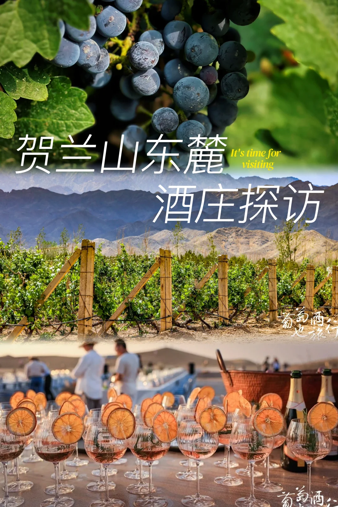 贺兰山东麓?酒庄探访
