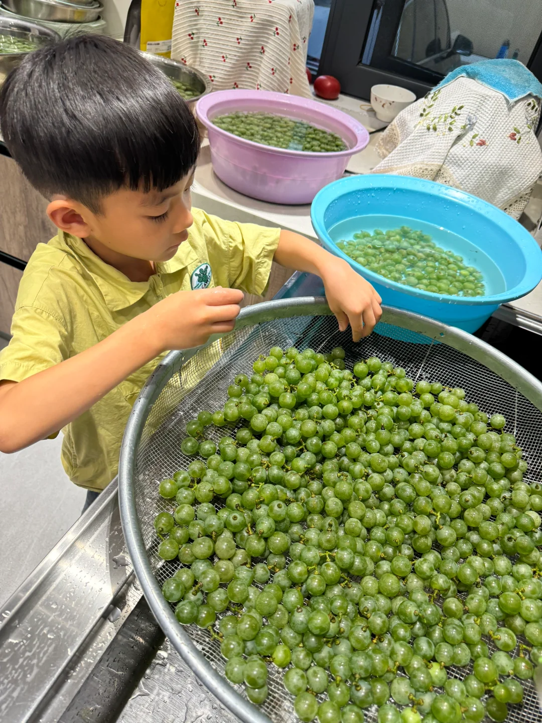 尝试自酿白葡萄酒，半个月后看是否翻车