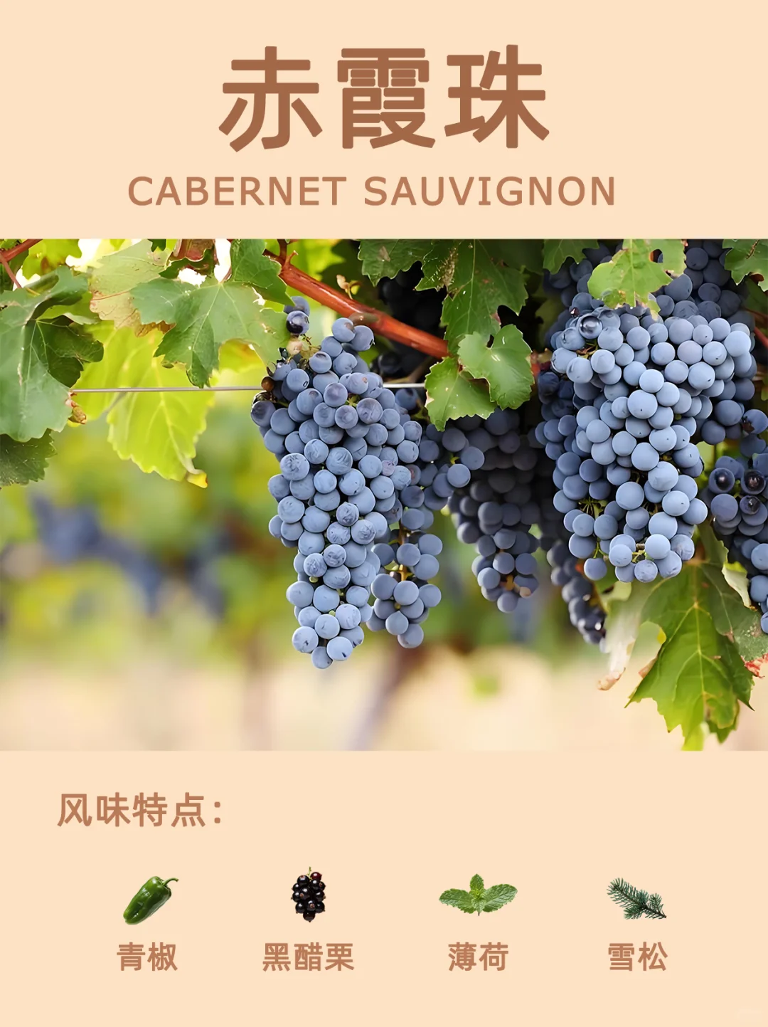 赤霞珠 | 葡萄品种介绍