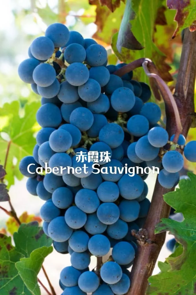 5分钟速通葡萄品种 ，你也可以变红酒达人