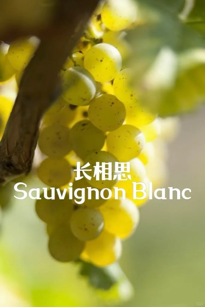 5分钟速通葡萄品种 ，你也可以变红酒达人