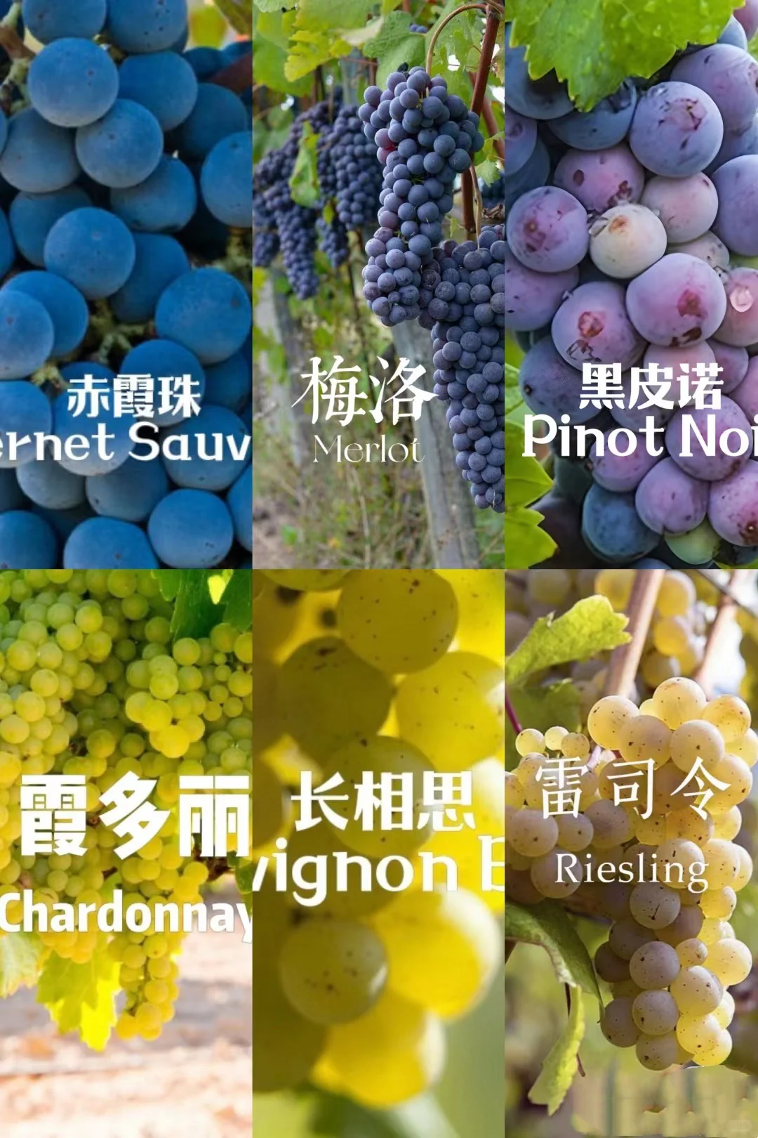 5分钟速通葡萄品种 ，你也可以变红酒达人
