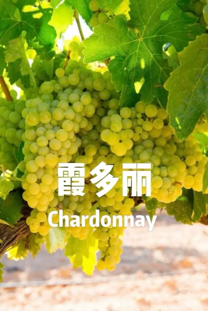 5分钟速通葡萄品种 ，你也可以变红酒达人