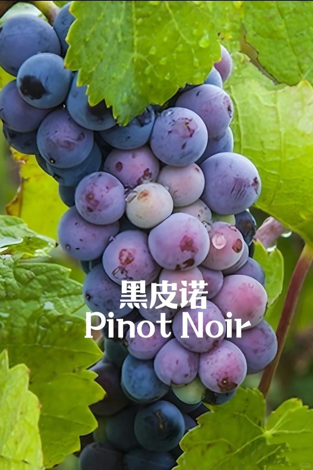 5分钟速通葡萄品种 ，你也可以变红酒达人