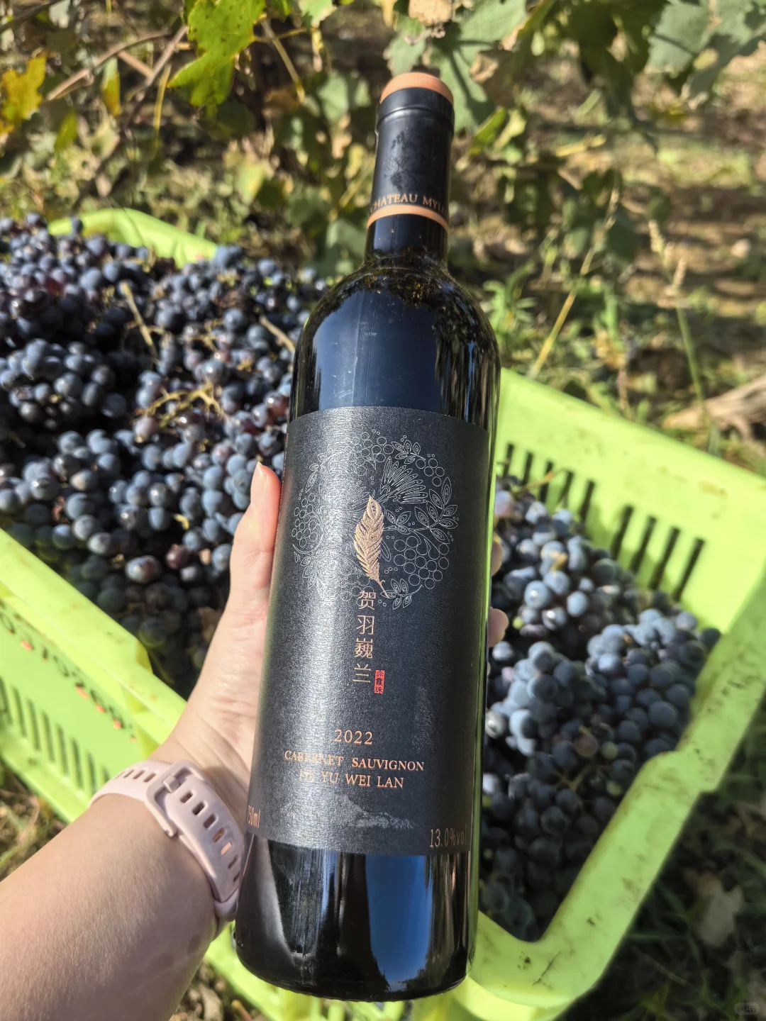 挖到宝！宁夏半甜红葡萄酒也太懂女生了吧