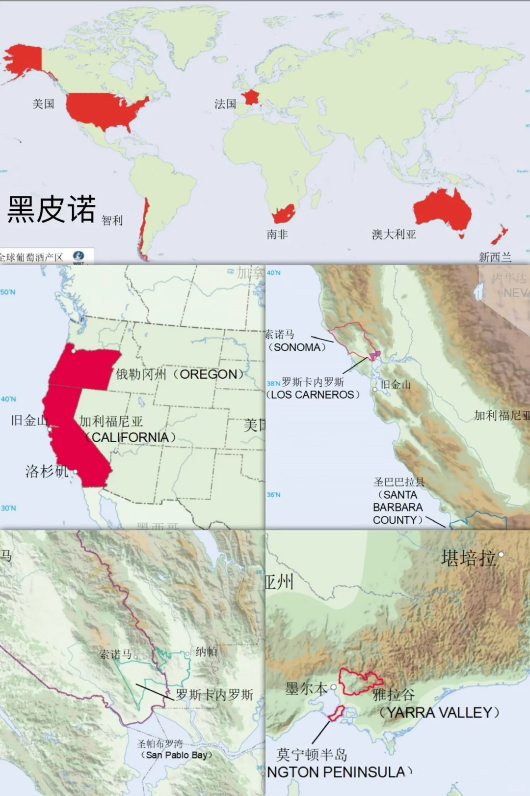 5分钟速通葡萄品种 ，你也可以变红酒达人
