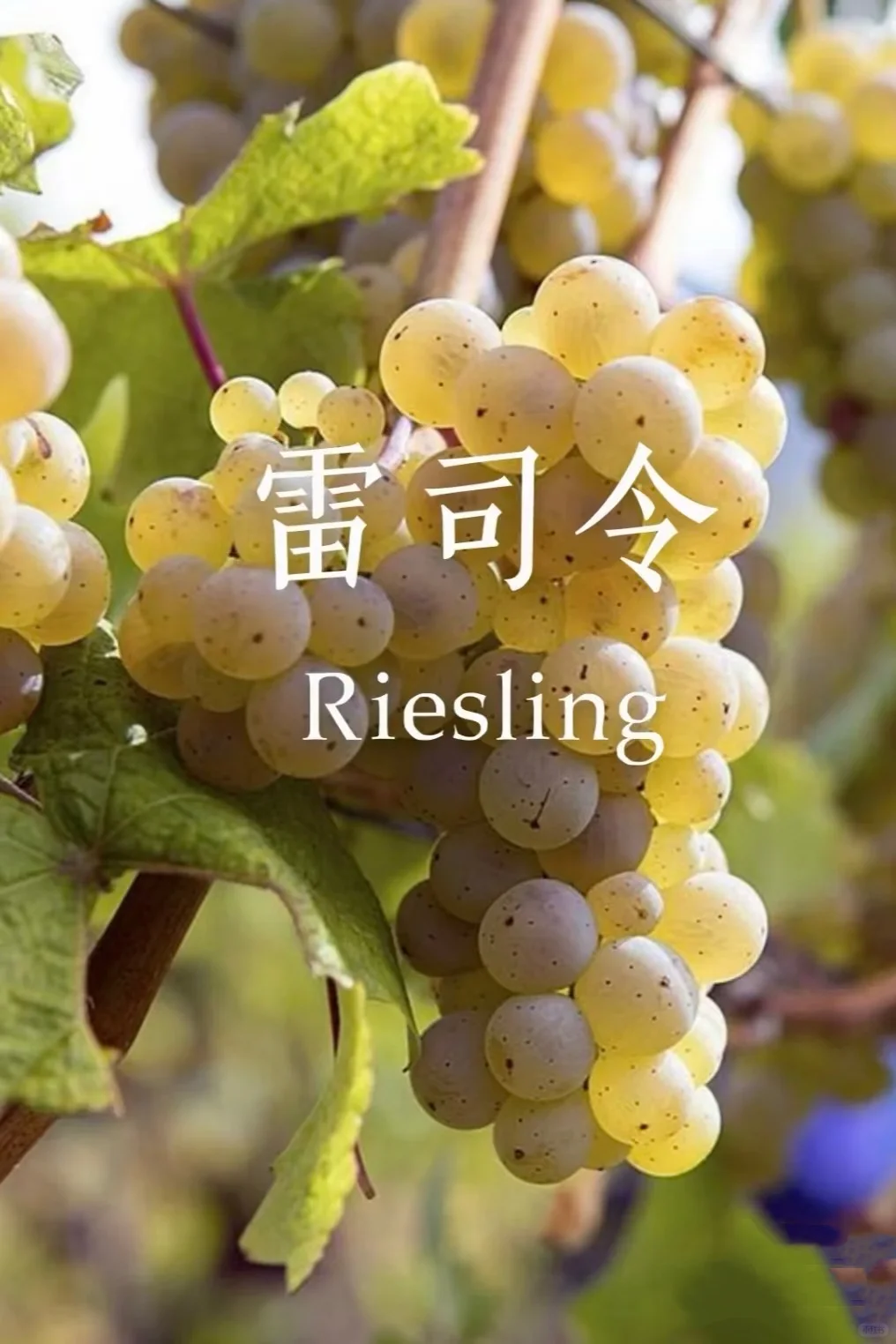 5分钟速通葡萄品种 ，你也可以变红酒达人