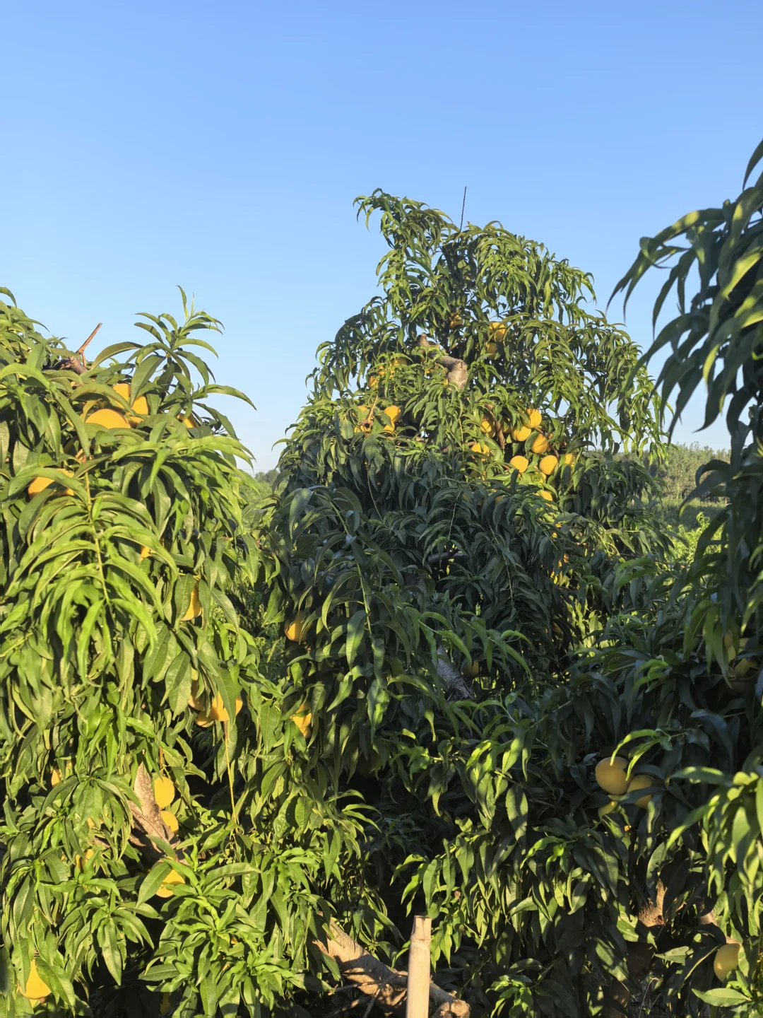 一起感受在农村的夏天，做黄桃罐头和葡萄酒