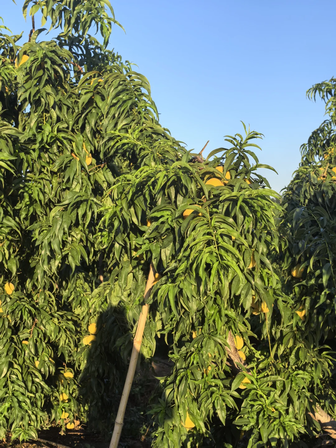 一起感受在农村的夏天，做黄桃罐头和葡萄酒