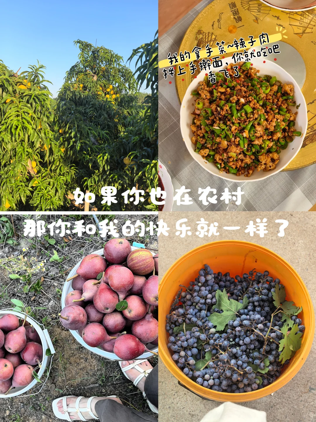 一起感受在农村的夏天，做黄桃罐头和葡萄酒