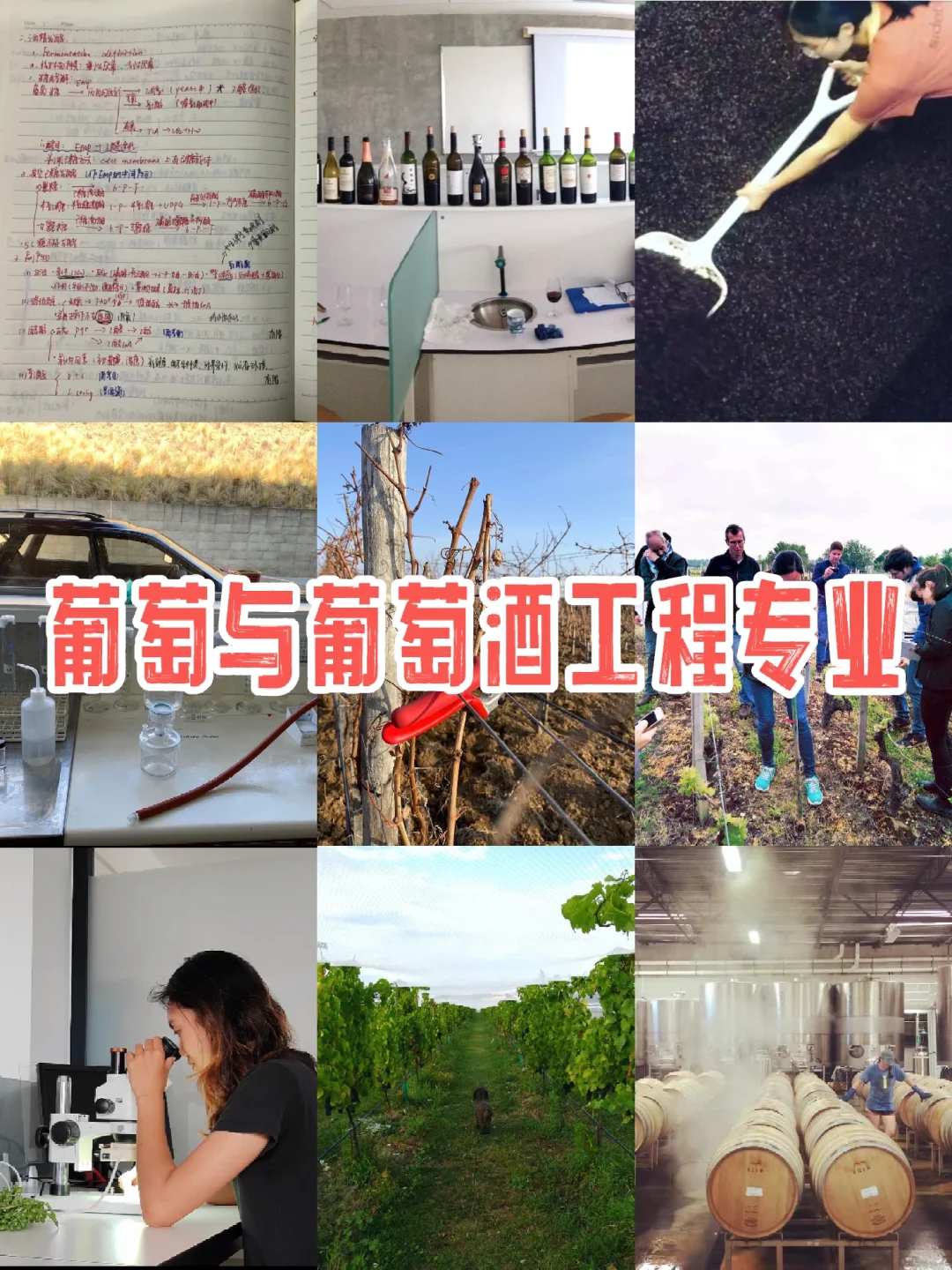 第二章｜中农学姐带你了解真实的葡萄酒课程