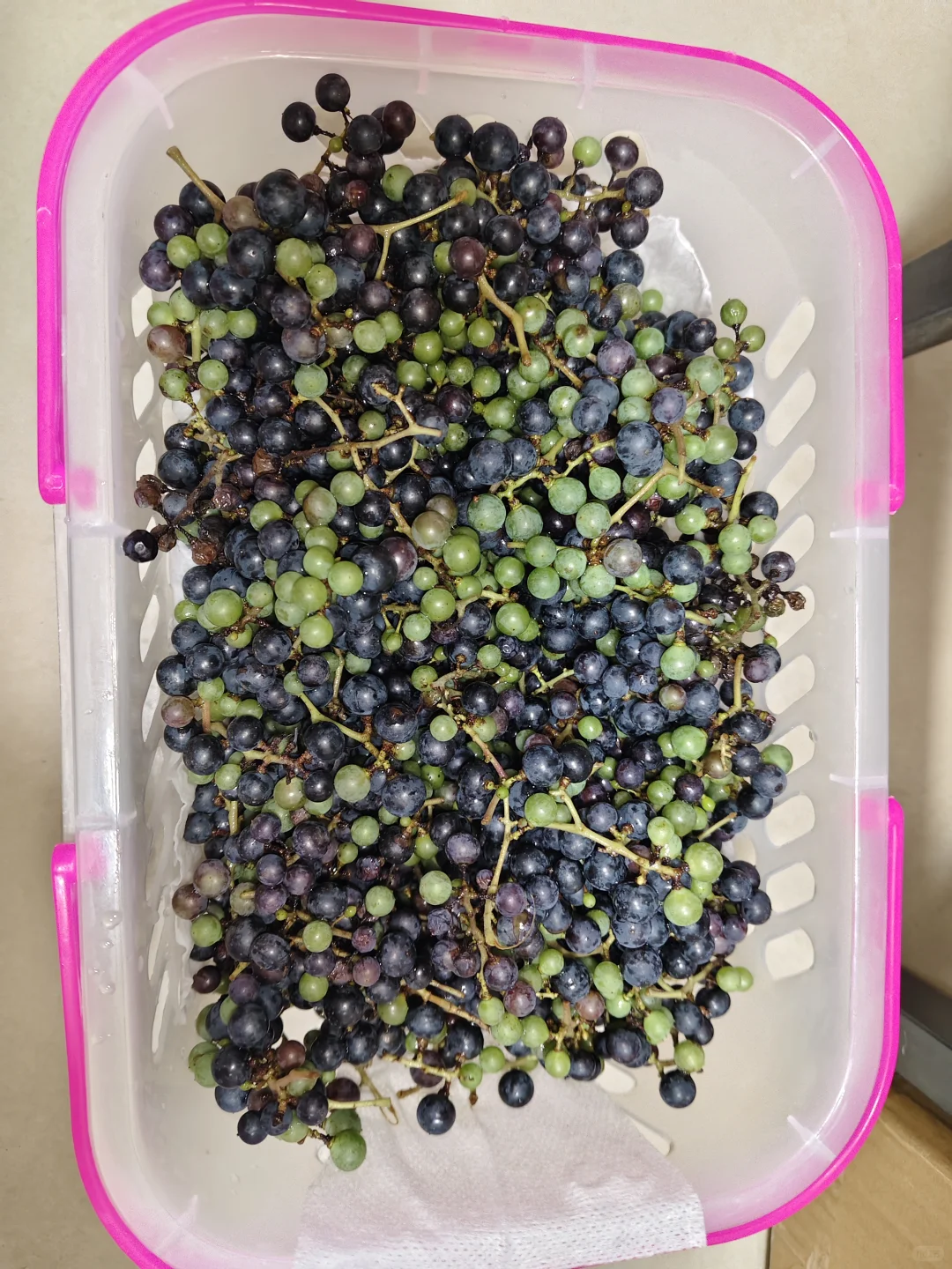 南京野菜集——野葡萄