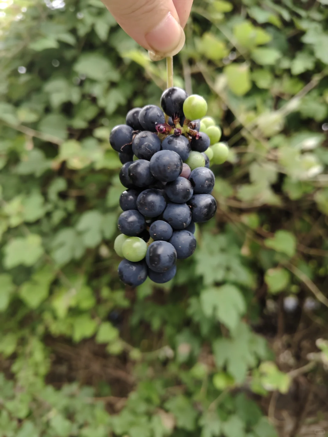 南京野菜集——野葡萄