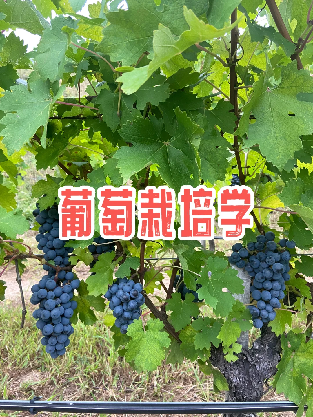第二章｜中农学姐带你了解真实的葡萄酒课程