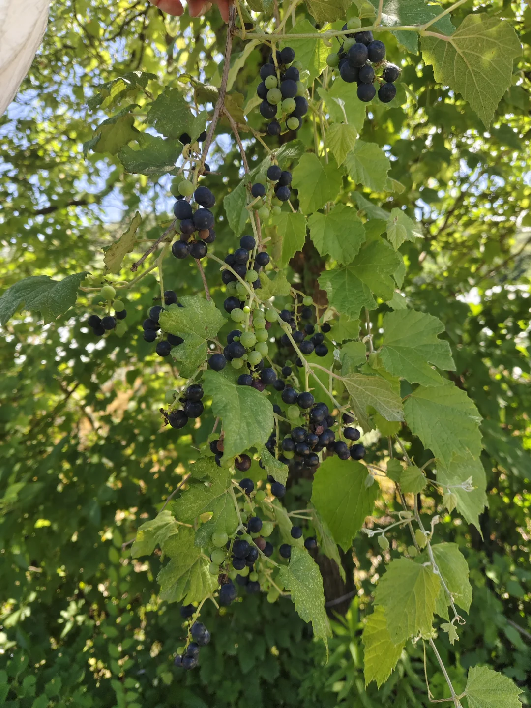 南京野菜集——野葡萄