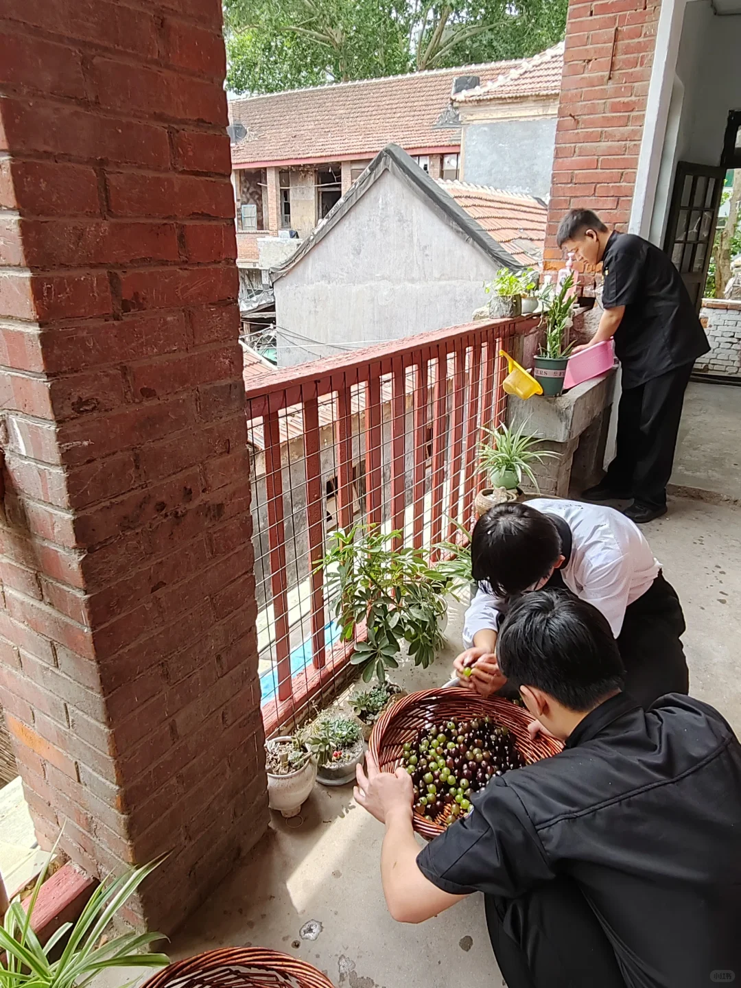 用后院里长出的葡萄来制作美酒吧