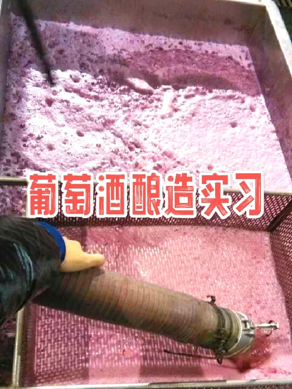 第二章｜中农学姐带你了解真实的葡萄酒课程