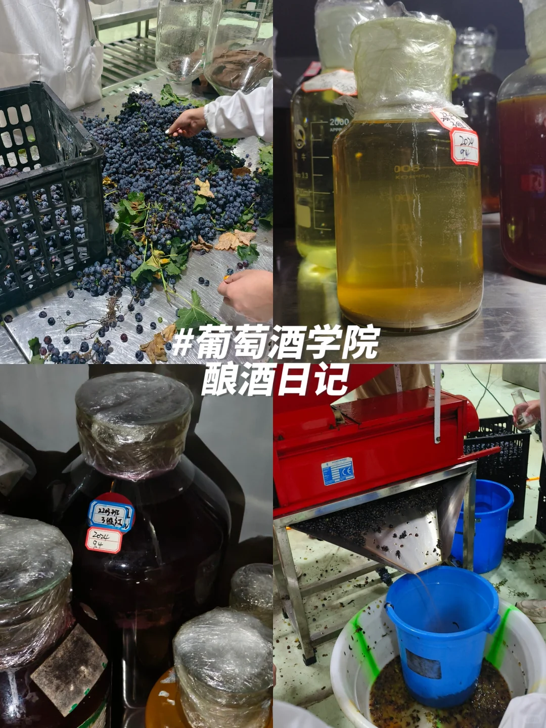 葡酒专业｜在大学酿酒是什么体验??
