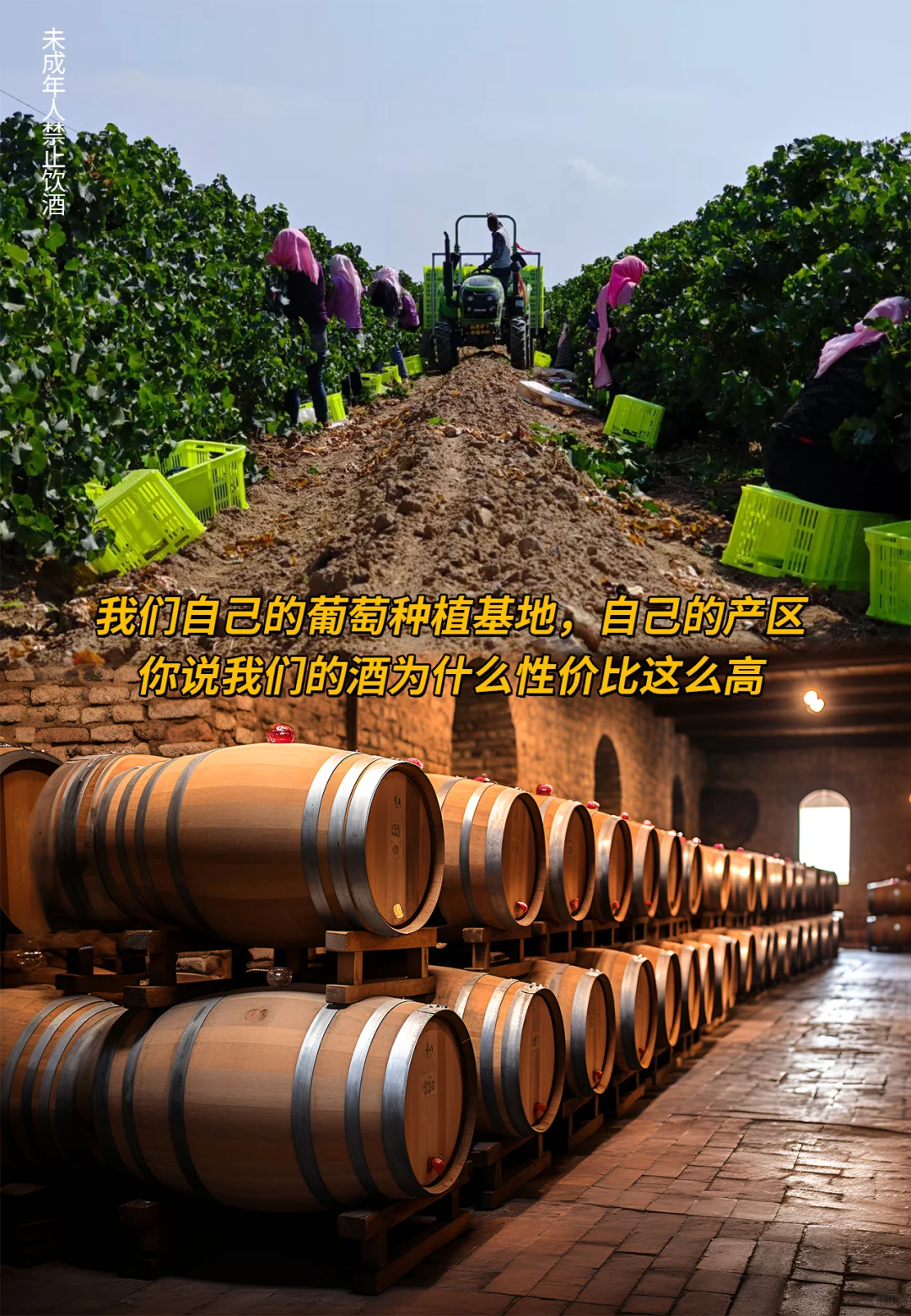 挖到宝了！宁夏贺兰山东麓的神仙红酒闭眼冲