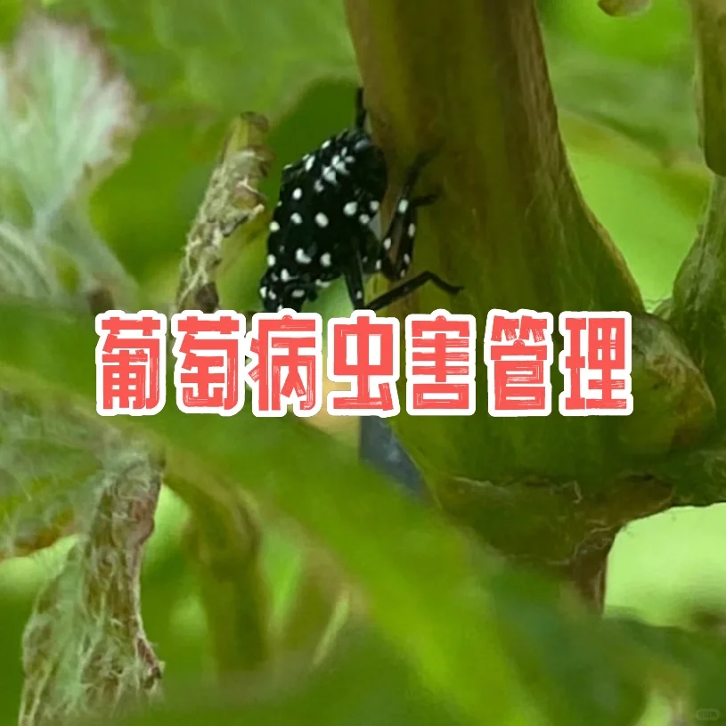 第二章｜中农学姐带你了解真实的葡萄酒课程