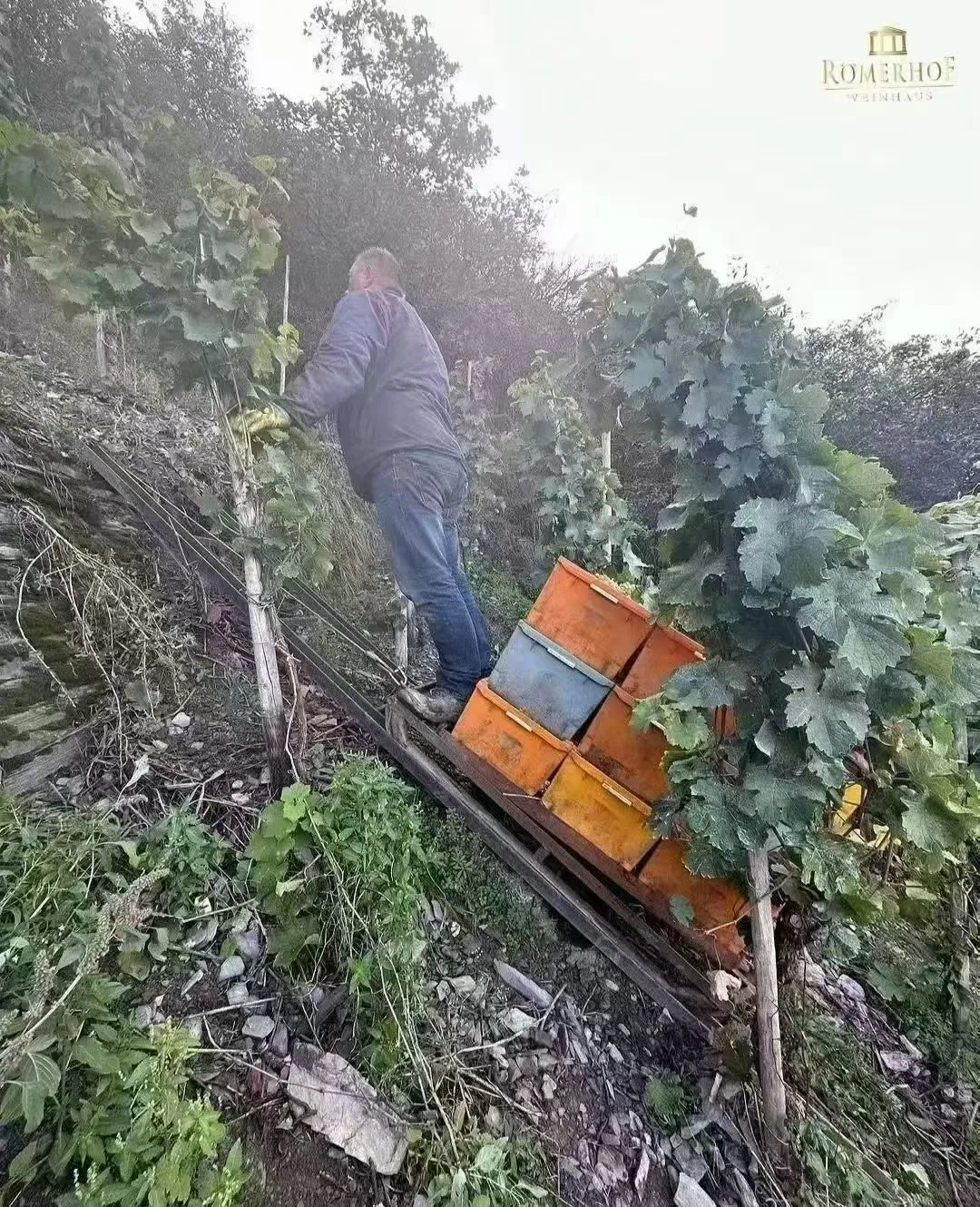 一款复杂的葡萄酒是如何形成的？