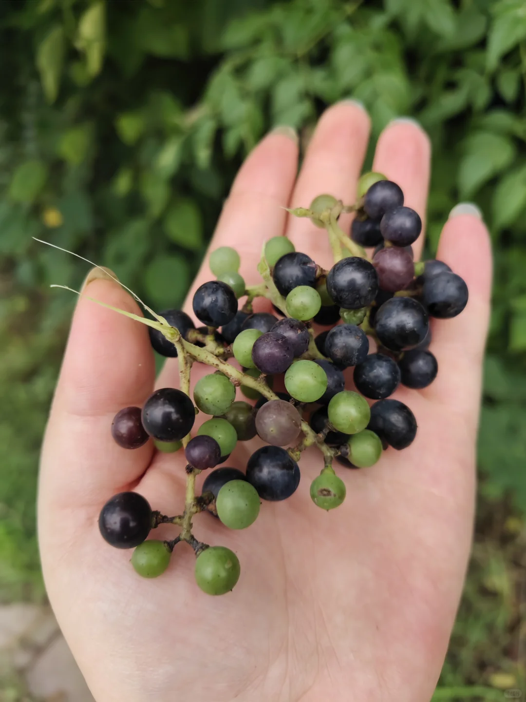 南京野菜集——野葡萄