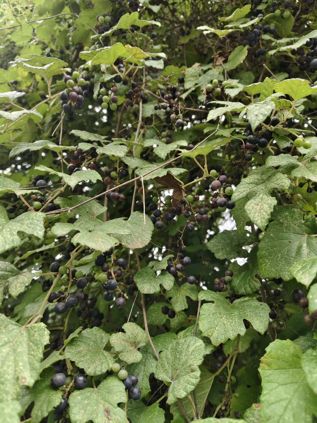 南京野菜集——野葡萄